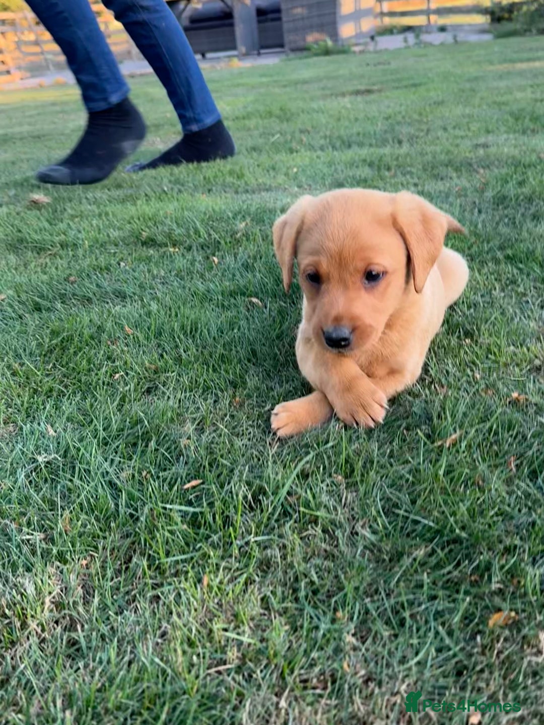 Labrador Retriever dogs for sale: 🧡 Fabulous Red & Yellow KC reg Puppies  - Image 5