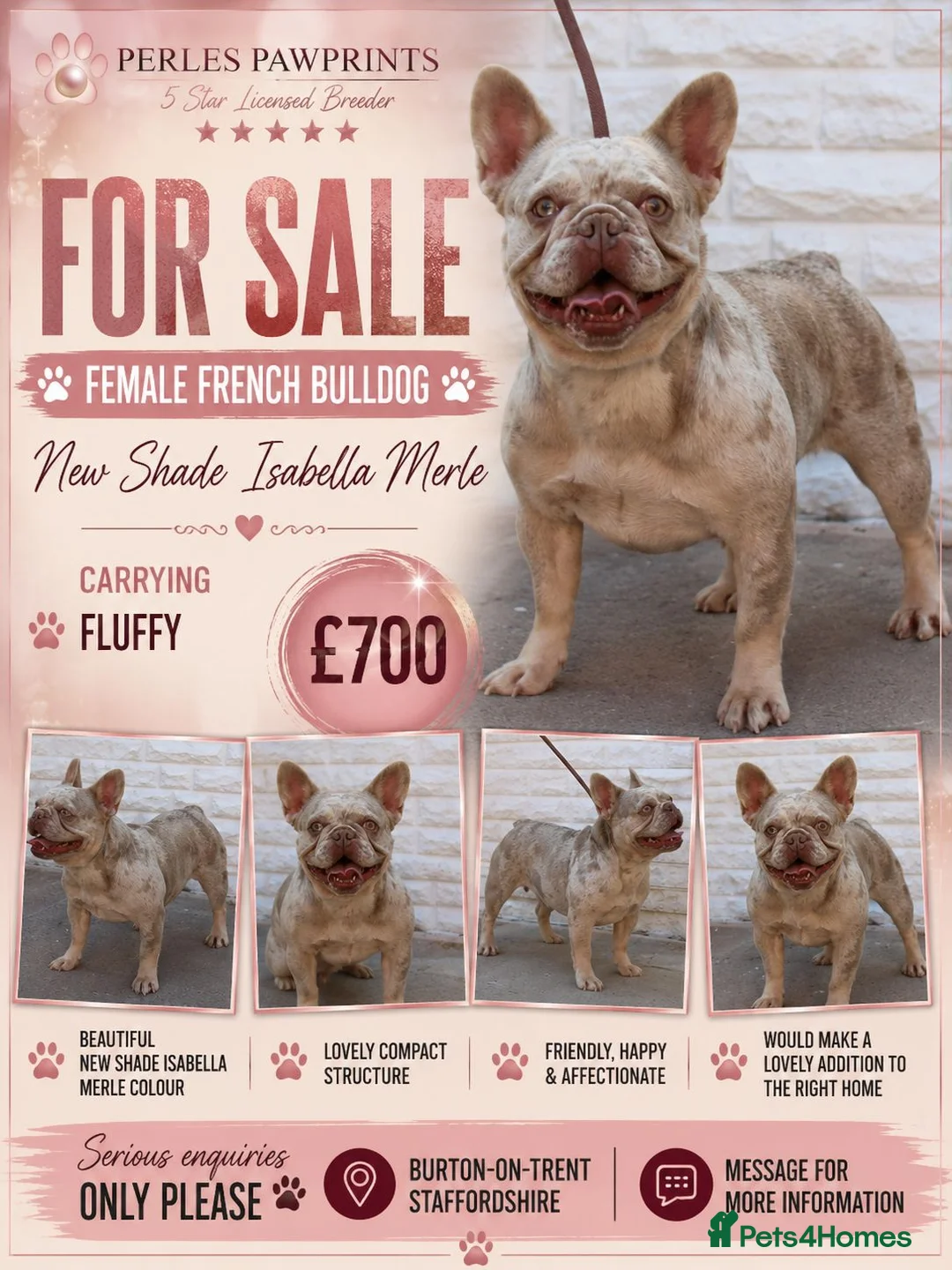 French Bulldog dogs for sale: 🏡💖 HEAVEN LOOKING FOR HER FOREVER PET HOME 💖🏡 in Burton-on-Trent - Advert 1