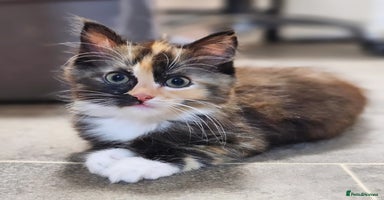 Ragdoll cats - Advert 13