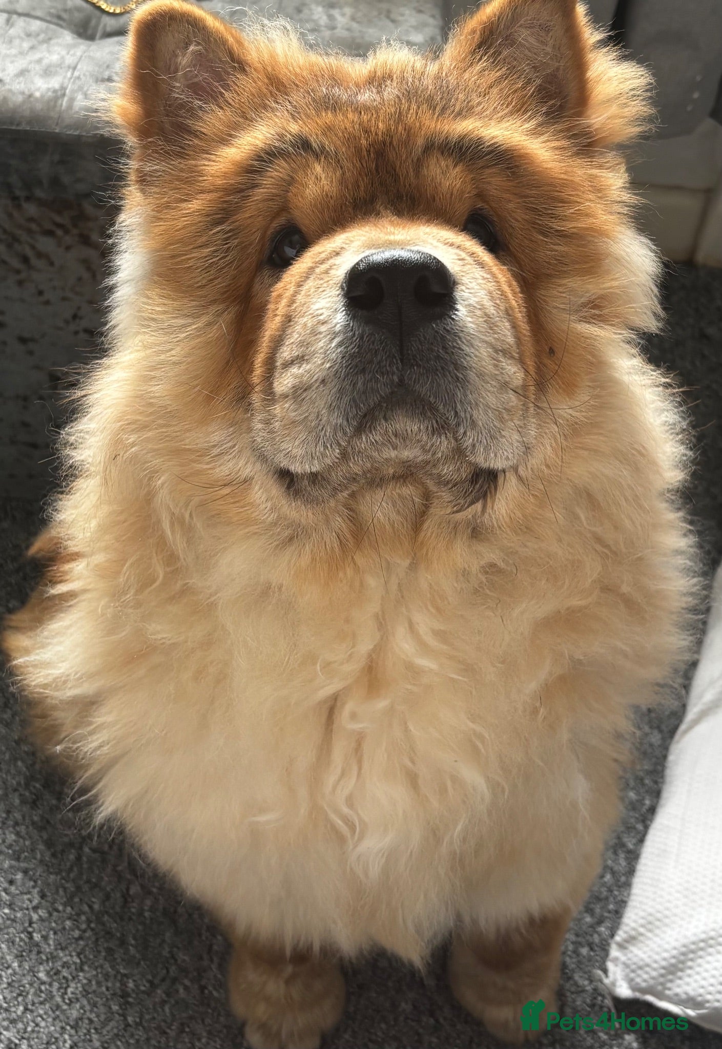Chow Chow dogs Female chow - Advert 1