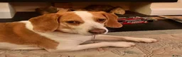 Beagle dogs for adoption: Otto (Beagle) in London - Advert 7