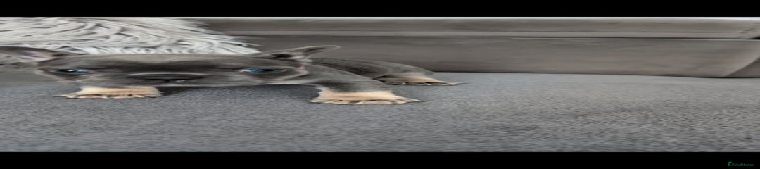 French Bulldog Puppy 2