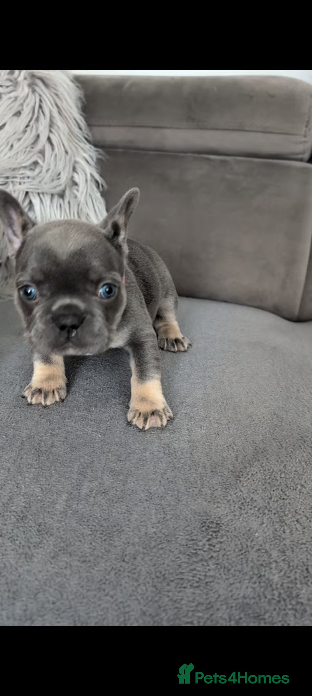 French Bulldog dogs for sale: ADORABLE FRENCH BULLDOG PUPPIES READY SOON! - Image 8