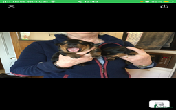 Rottweiler dogs for stud: PROVEN KC REG ROTTWEILER STUD  - Image 7
