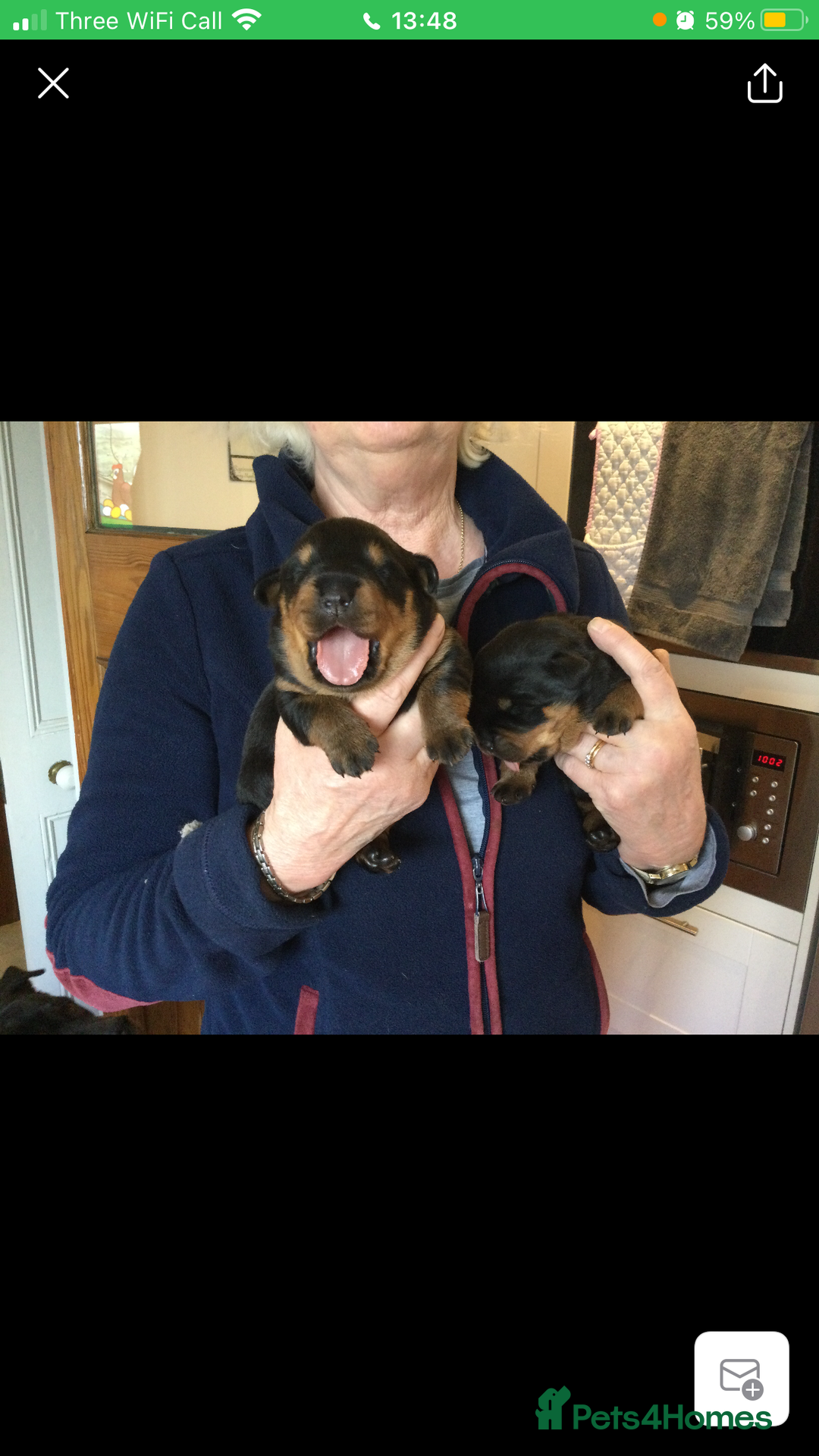 Rottweiler dogs for stud: PROVEN KC REG ROTTWEILER STUD  - Image 7