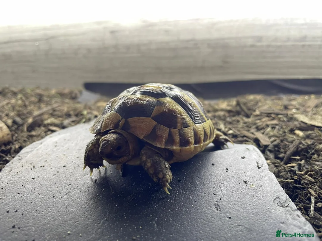 Tortoise reptiles for sale: Baby spur thigh tortoise in Orpington - Advert 2