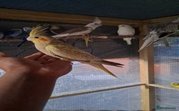 Cockatiels birds for sale: Silly hand tamed baby cockatiels for sale  - Image 3