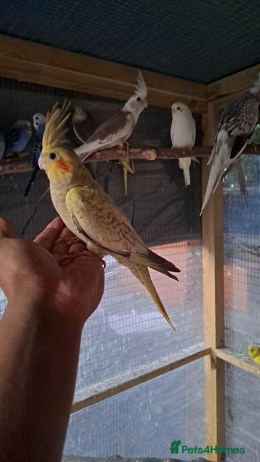 Cockatiels birds for sale: Silly hand tamed baby cockatiels for sale  - Image 3