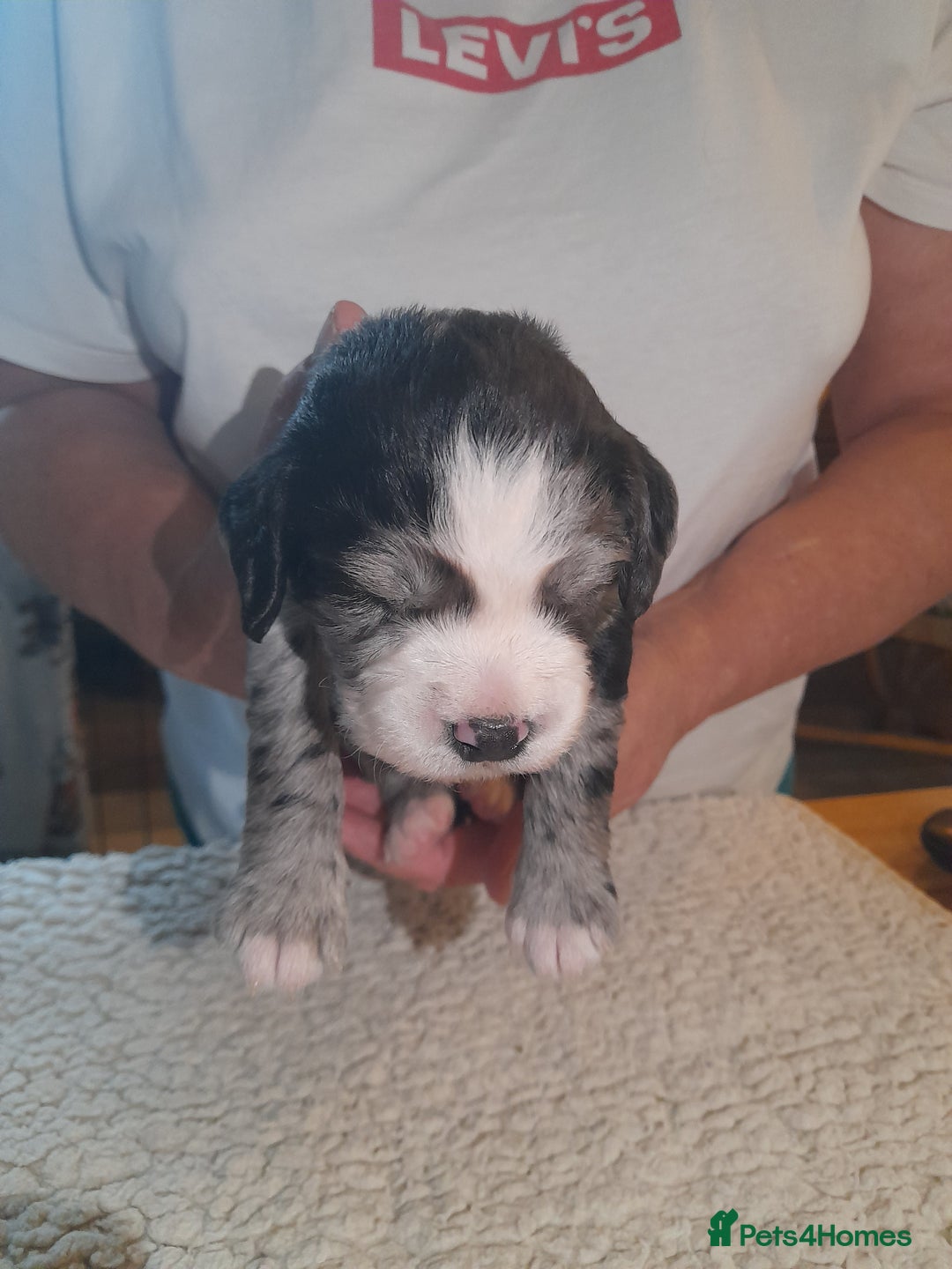 Sprocker dogs for sale: Gorgeous Merle Sprockers.  - Image 24