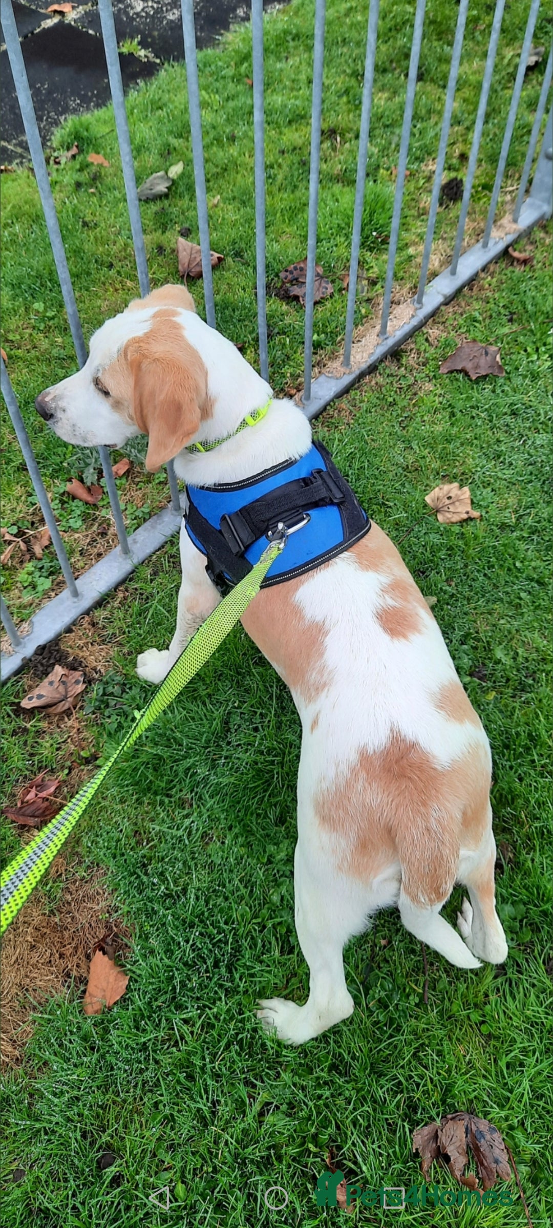 Foxhound dogs for sale: 4 year old boy - Advert 3