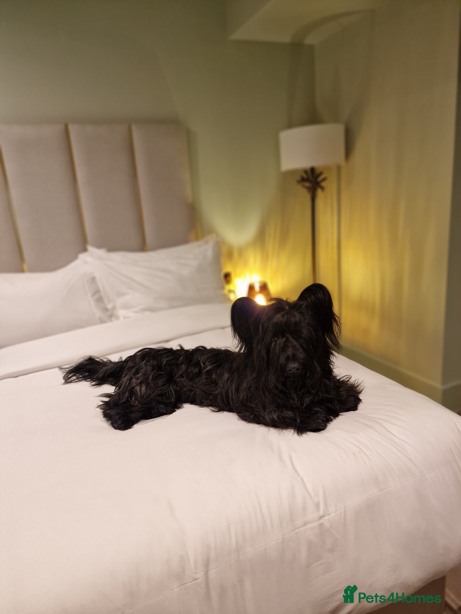 Skye Terrier dogs Male Skye Terrier. Fully vaccinated, microchipped - Advert 1