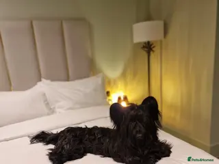 Skye Terrier dogs Male Skye Terrier. Fully vaccinated, microchipped - Advert 1