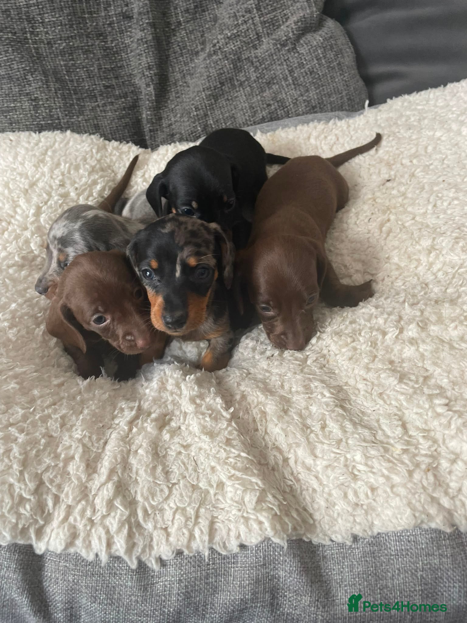 Miniature Dachshund dogs 5 Miniature Daschund Boys - Advert 1