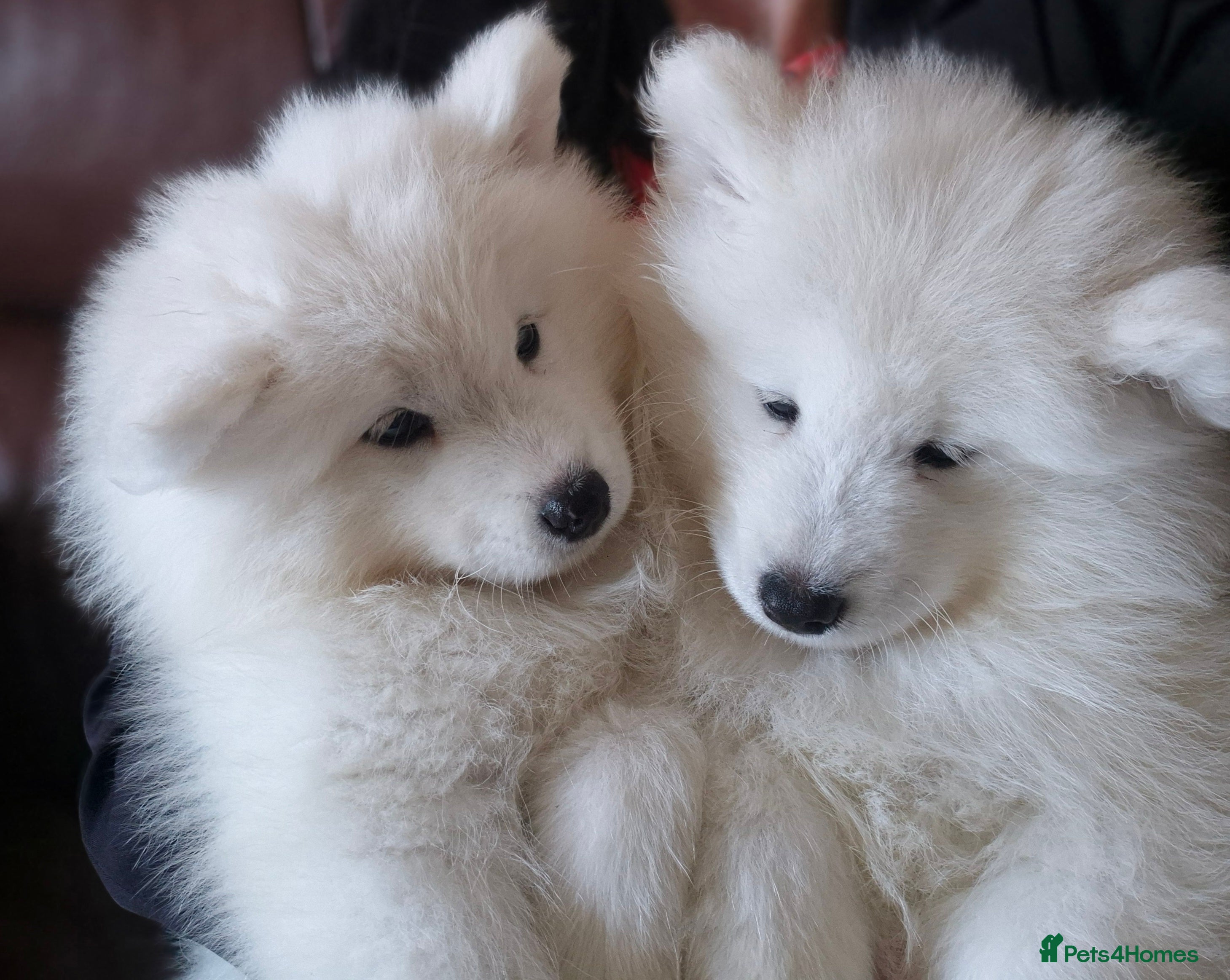 Samoyed dogs KC Registered & Health Screened. Fully vaccinated. - Advert 1