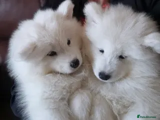 Samoyed dogs KC Registered & Health Screened. Fully vaccinated. - Advert 11