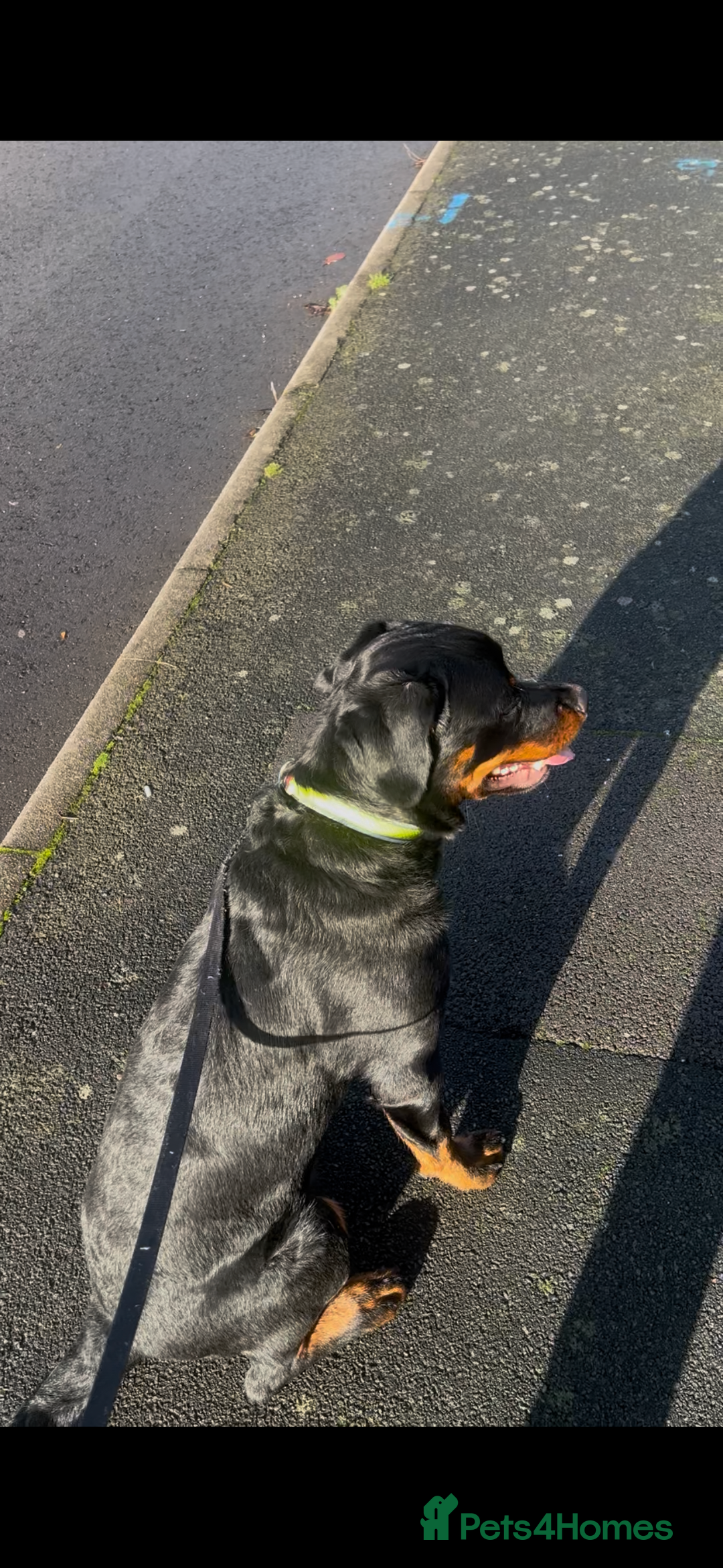 Staffordshire Bull Terrier dogs for sale: KC Rottweiler male  - Advert 4