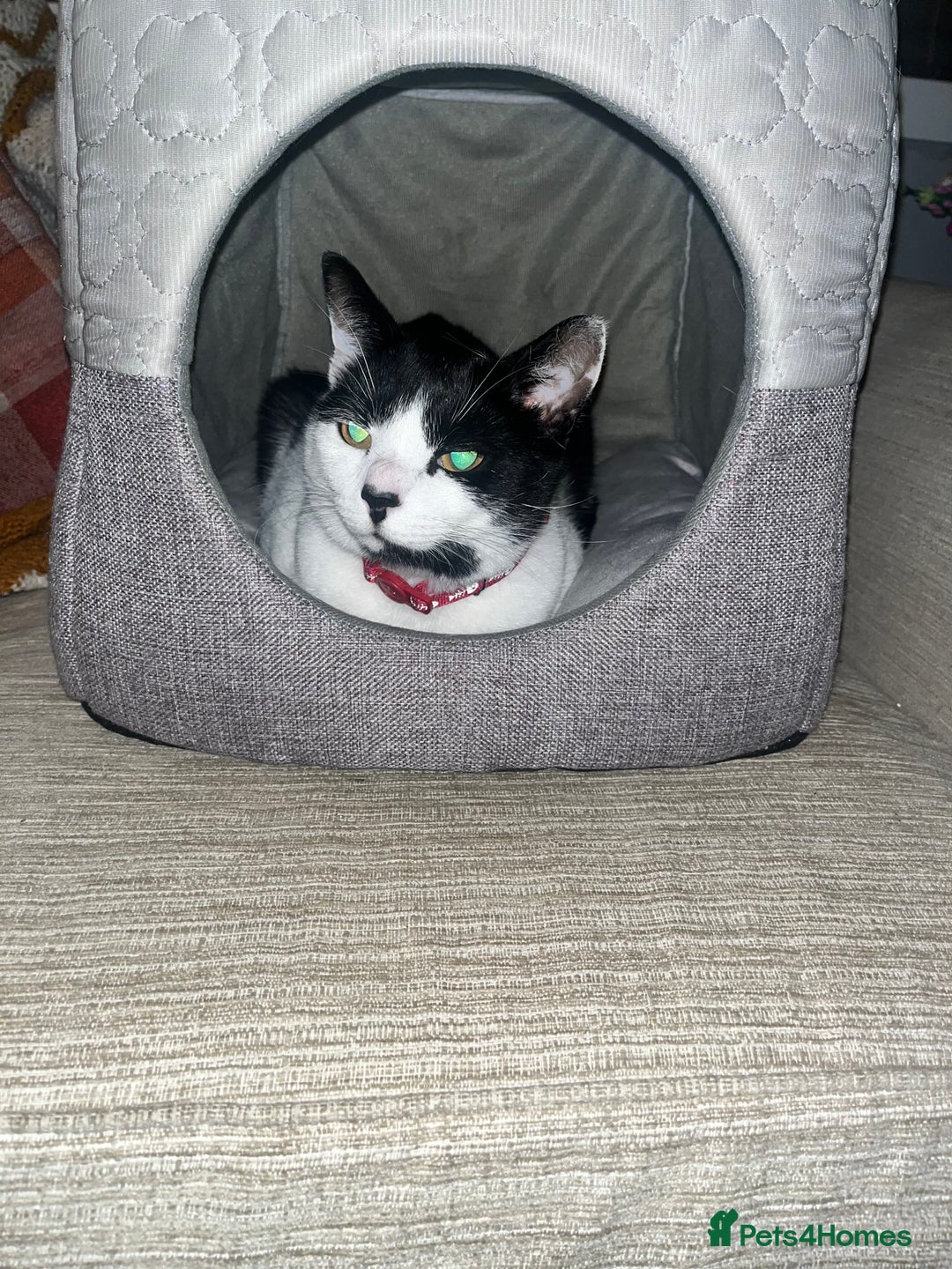 Mixed Breed cats for sale: Looking for a loving home for Mr. Speck - Advert 5