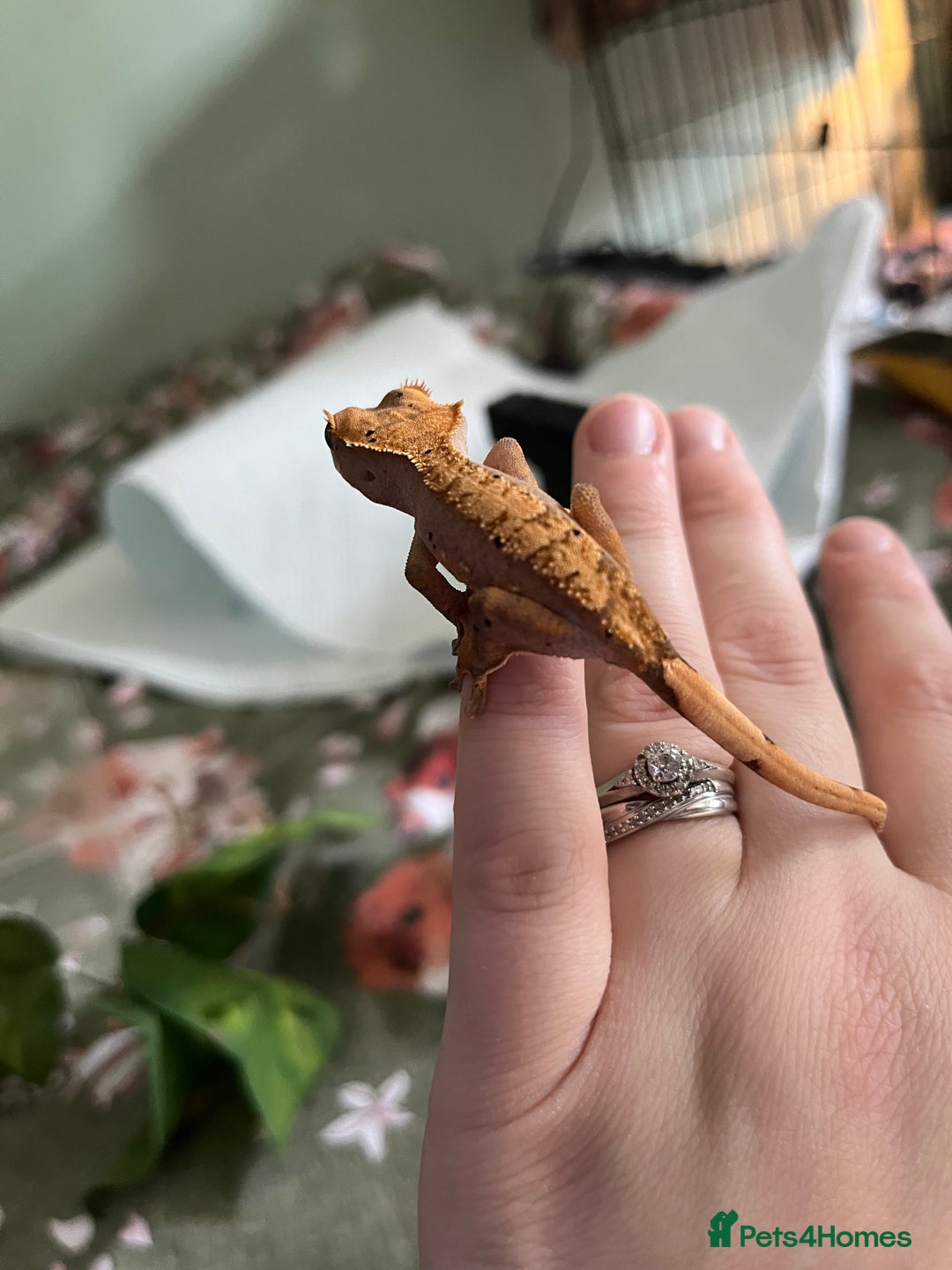 Gecko reptiles for sale: Lilly white and Dalmatian harlequin crested geckos - Image 15