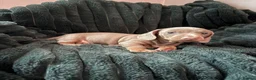 Miniature Dachshund dogs for sale: Two beautiful KC registered puppies  in Hull - Advert 16
