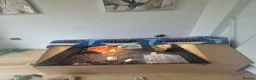 Hermann Tortoise reptiles for sale: Hermann tortoise with full setup in Grimsby - Advert 8
