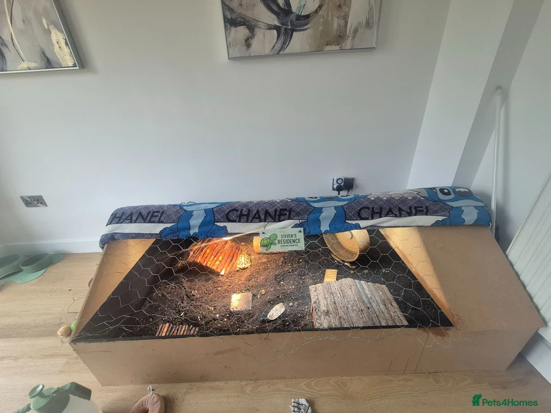 Hermann Tortoise reptiles for sale: Hermann tortoise with full setup in Grimsby - Advert 8