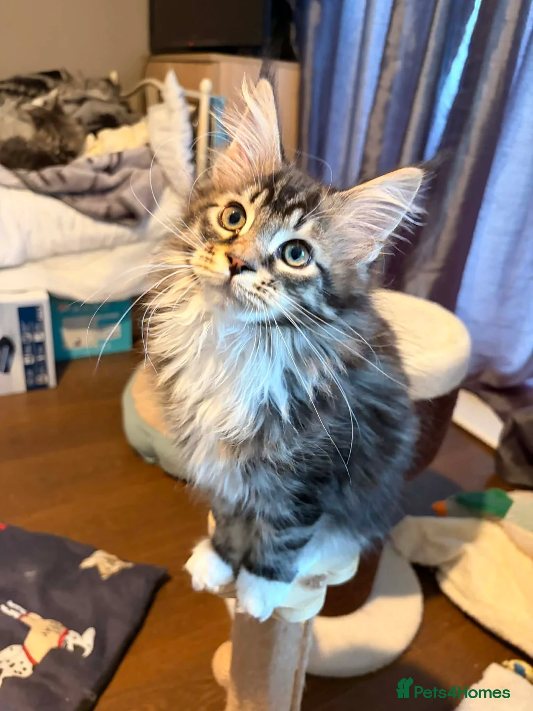 Maine Coon cats for sale: Maincoon kittens  - Advert 1