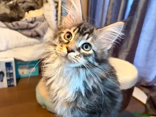 Maine Coon cats Maincoon kittens - Advert 1