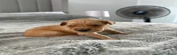 Golden Retriever dogs for sale:  Golden retriever puppies  - Advert 20