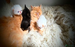 Persian cats for sale: Beautiful and Rare Purebred Persian Kittens - Image 31