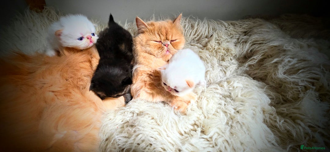 Persian cats for sale: Beautiful and Rare Purebred Persian Kittens - Image 31