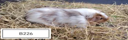 Guinea Pig rodents for sale: Beautiful baby boars available in Maidenhead - Advert 2