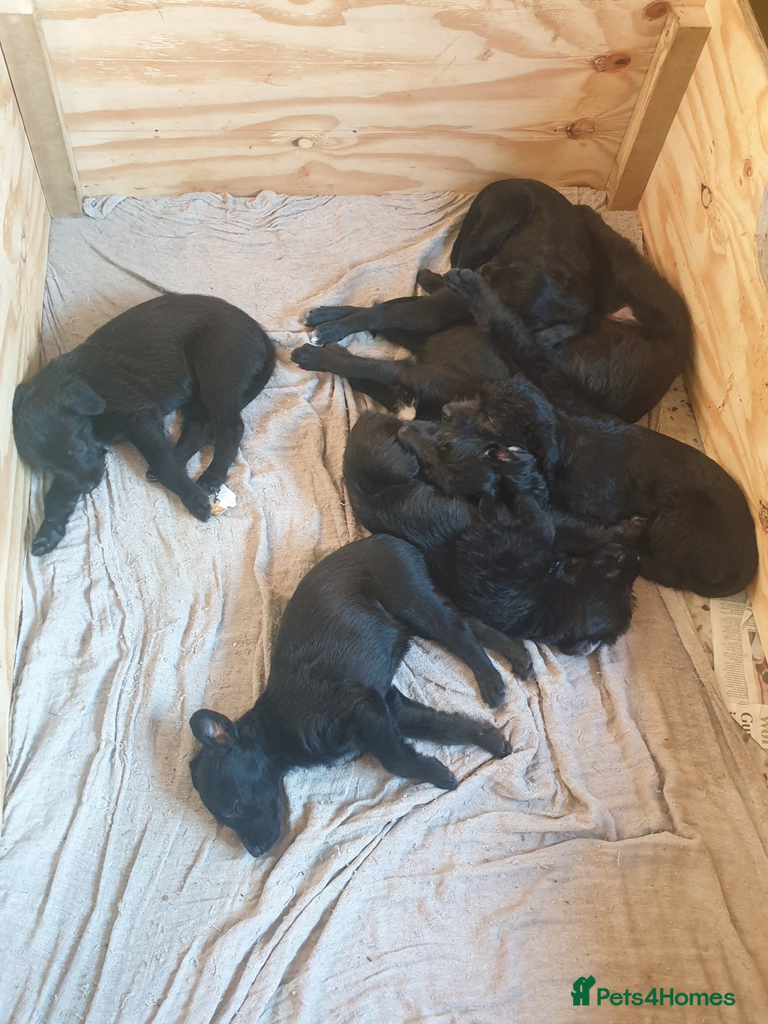 Lurcher dogs for sale: Lurcher - Advert 4