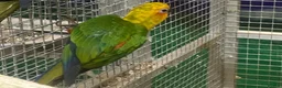 Conures birds for sale: Capri the Jenday Conure For Sale  - Advert 2