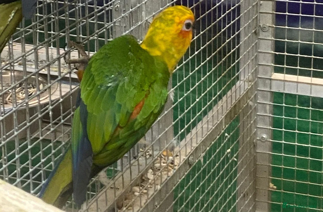 Conures birds for sale: Capri the Jenday Conure For Sale  - Advert 2