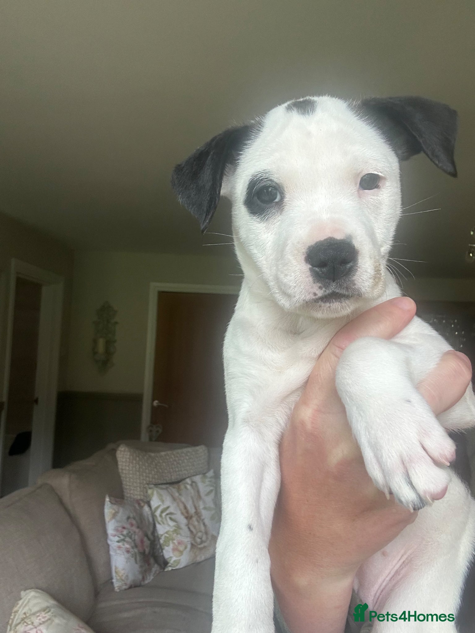 Mixed Breed dogs for sale: Last two puppies  remaining  - Advert 8