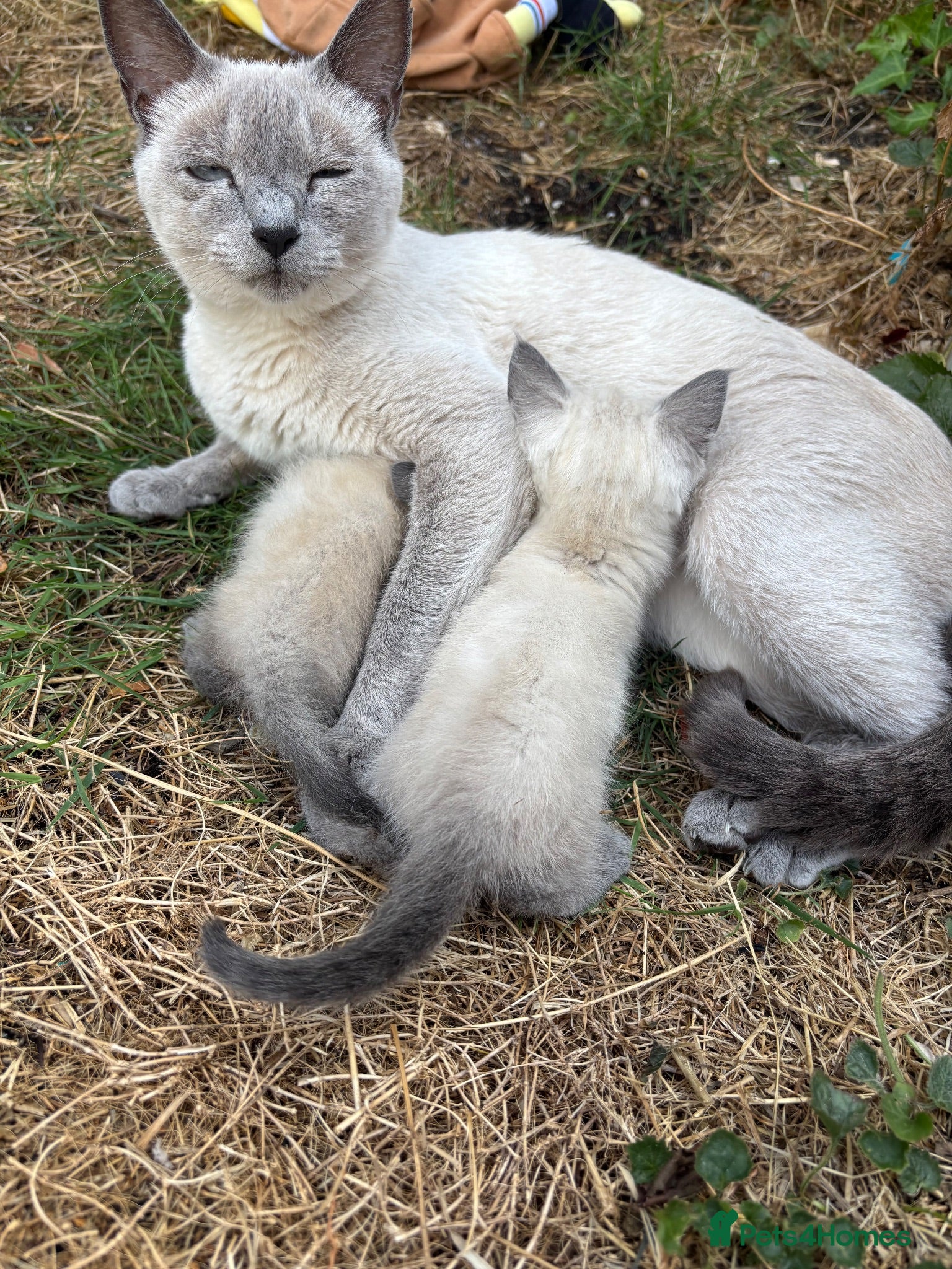 Siamese cats Lilac/ blue point Siamese 1 boy 2 girls  - Advert 1