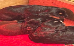 Cocker Spaniel dogs for sale: 4 cocker spaniel puppies, mum and dad family pets - Advert 4