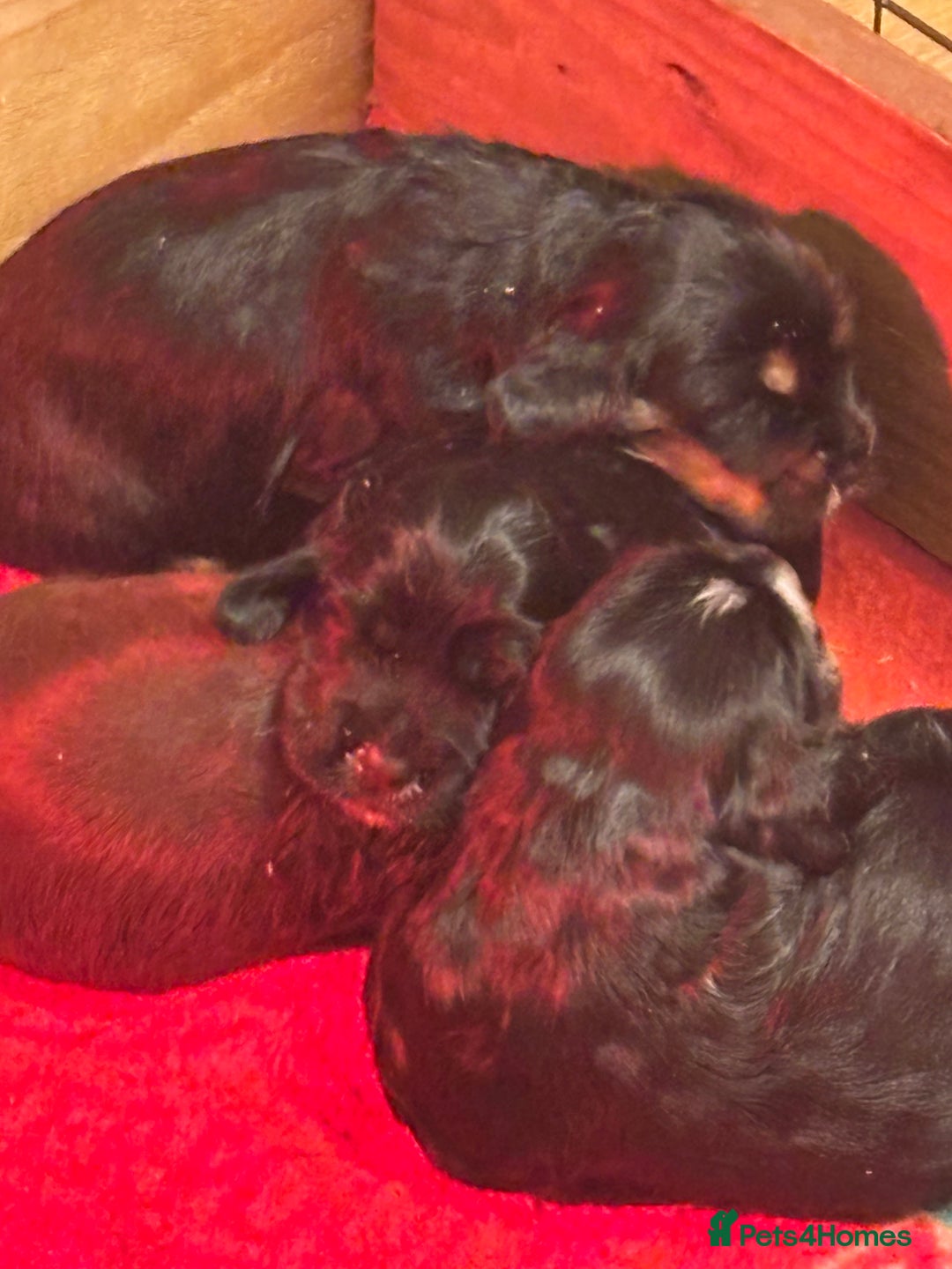 Cocker Spaniel dogs for sale: 4 cocker spaniel puppies, mum and dad family pets - Advert 4