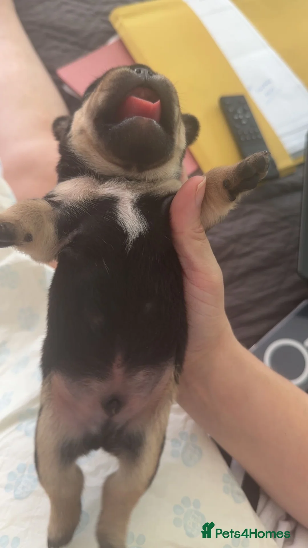 French Bulldog dogs for sale:  Stunning KC Registered French Bulldog Puppies 🐶 in Stockport - Advert 2