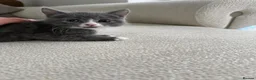 Mixed Breed cats for sale: Kittens half british shorthair  - Advert 2