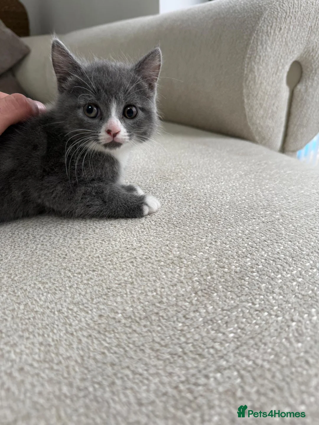 Mixed Breed cats for sale: Kittens half british shorthair  - Advert 2