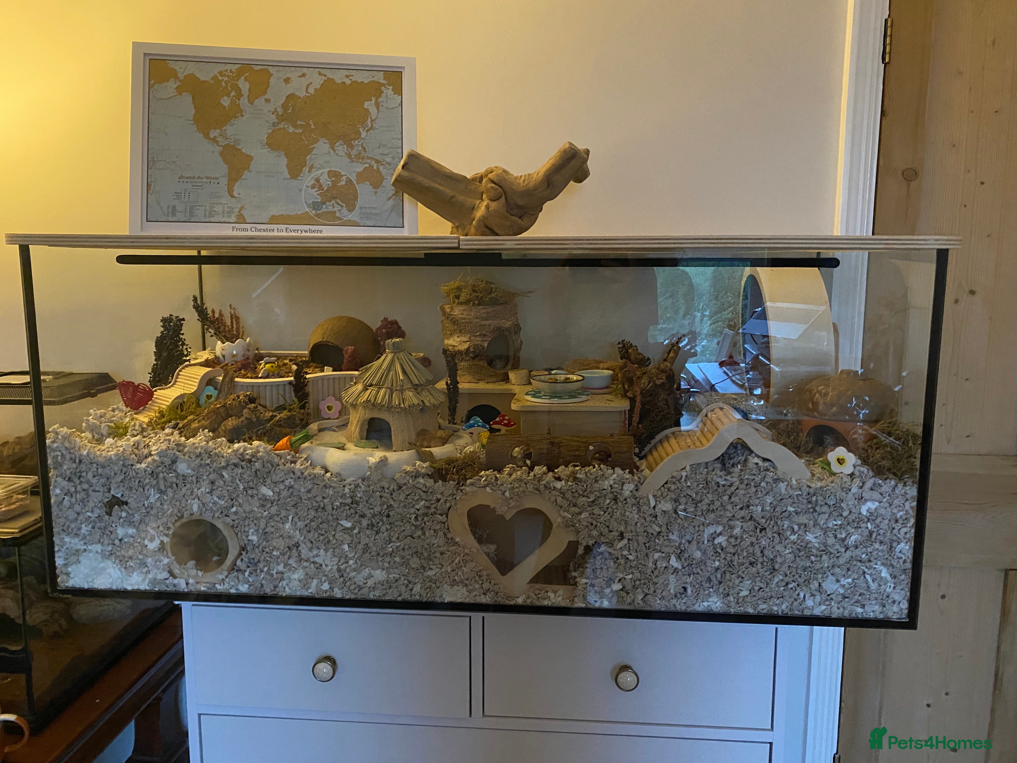 Hamster rodents Gromit  - Advert 1