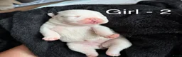 Mixed Breed dogs for sale: Stunning Olde English x French Bulldog Puppies in Milton Keynes - Advert 4