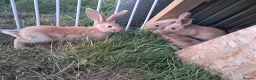 Continental Giant rabbits for sale: Continental giant rabbits  - Advert 10