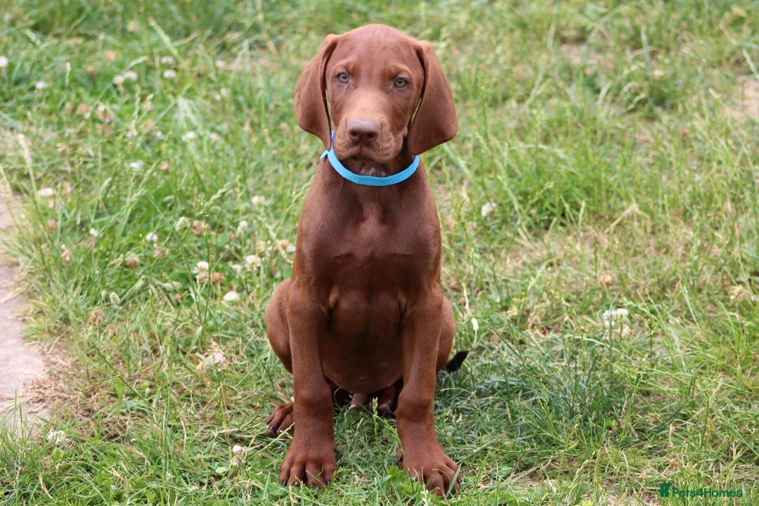 Mixed Breed dogs for sale: STUNNING VISZLSMANS - Advert 8