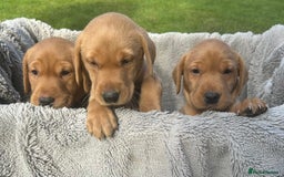 Labrador Retriever dogs for sale: Beautiful litter of KC labrador puppies  - Image 14
