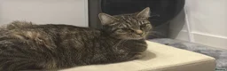 American Bobtail cats for sale: 2 lovely cats needs rehousing  in Staines - Advert 2