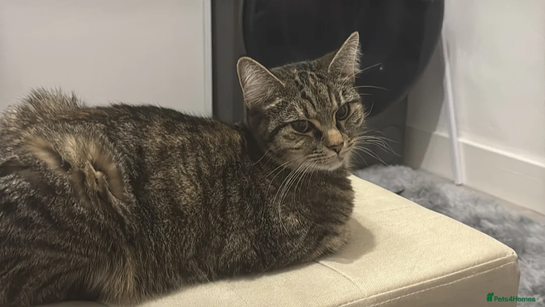 American Bobtail cats for sale: 2 lovely cats needs rehousing  in Staines - Advert 2