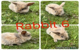 Mixed Breed rabbits for sale: 5 baby lionhead lops for sale  in Nottingham - Image 5