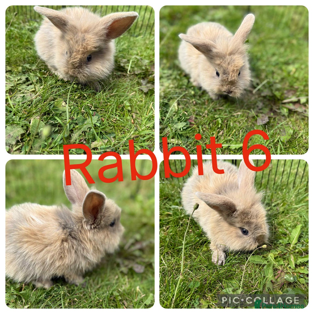 Mixed Breed rabbits for sale: 5 baby lionhead lops for sale  in Nottingham - Image 5